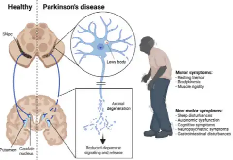 Nervonic Acid Powder Nervonic Acid Powder