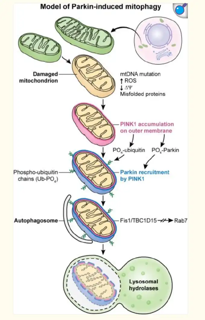 Nervonic Acid Powder Application Nervonic Acid Powder Application