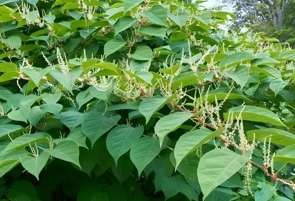 Polygonum Cuspidatum 98% Resveratrol