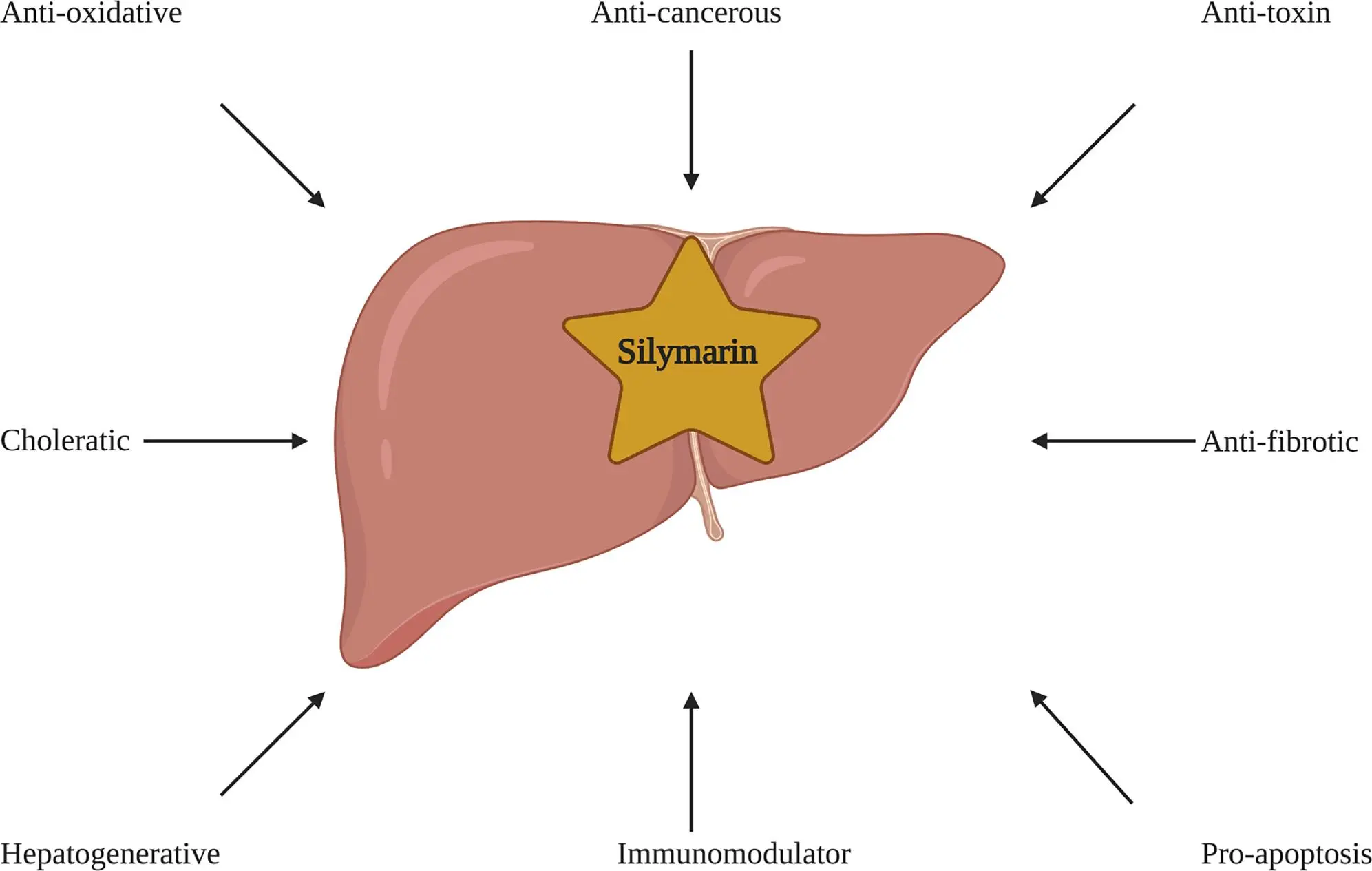 Is Silymarin Powder Effective in Managing Fatty Liver Disease?