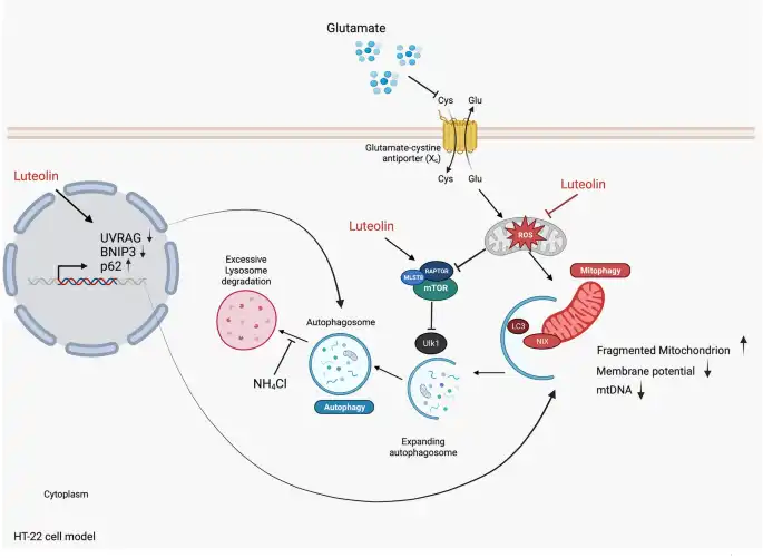 Can Luteolin Powder Help Regulate Blood Sugar and Cholesterol?