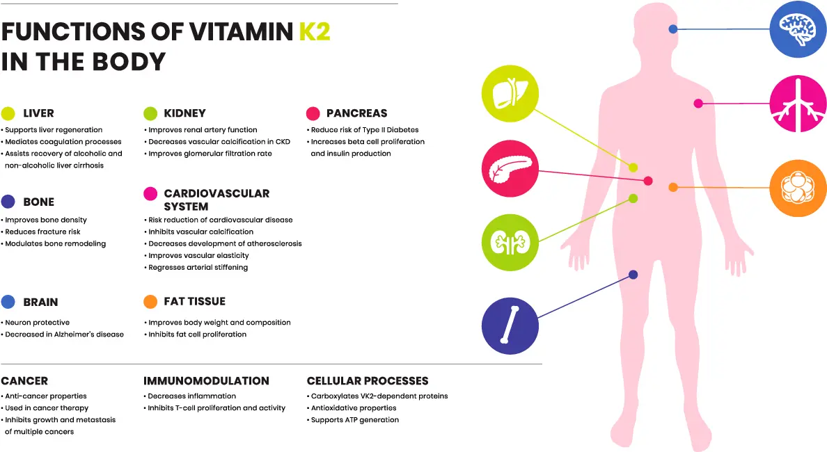 Vitamin K2 Powder Function & Application Vitamin K2 Powder Function & Application