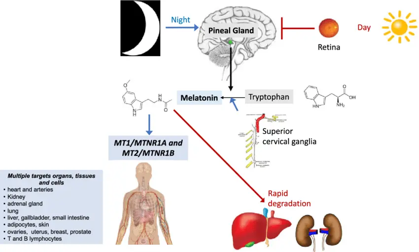 Melatonin Bulk Powder Product Description