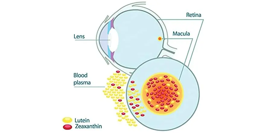 Luteolin Powder Product Description Luteolin Powder Product Description