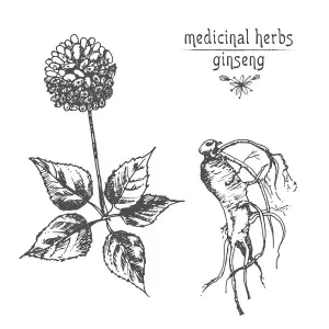 Ginseng Root Extract Powder Product Description Ginseng Root Extract Powder Product Description