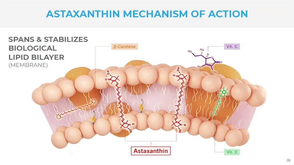 Astaxanthin Powder Description Astaxanthin Powder Description