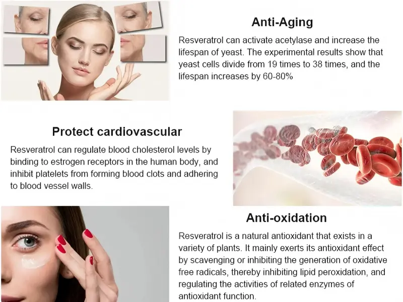 Polygonum Cuspidatum 98% Resveratrol Natural Powder Description Polygonum Cuspidatum 98% Resveratrol Natural Powder Description