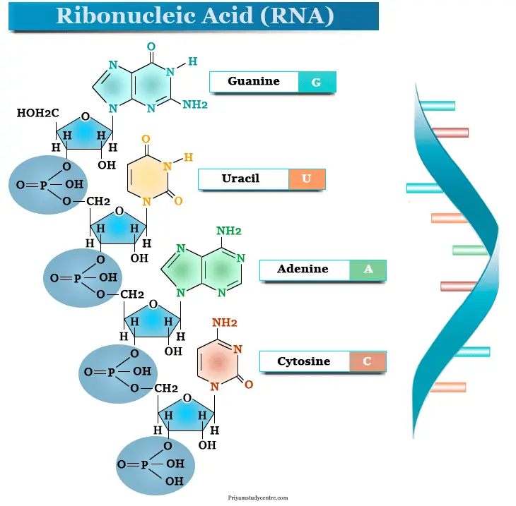 Ribonucleic Acid Powder Function & Application Ribonucleic Acid Powder Function & Application