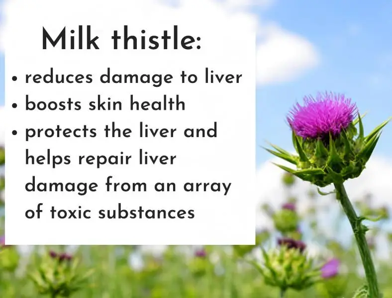 Milk Thistle Extract Powder Product Description Milk Thistle Extract Powder Product Description