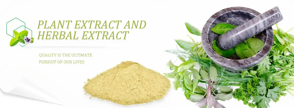 Rehmannia Glutinosa Extract Powder Product Description