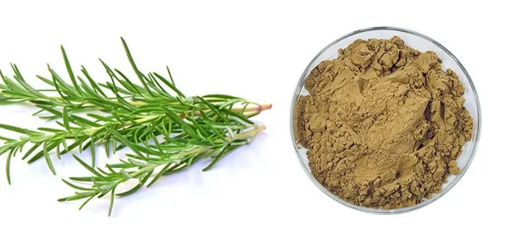 Rosemary extract powder Product Description