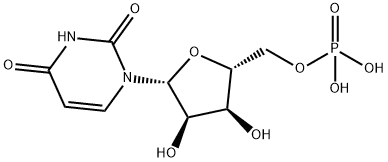 Prodcut Description Uridine 5-Monophosphate Powder