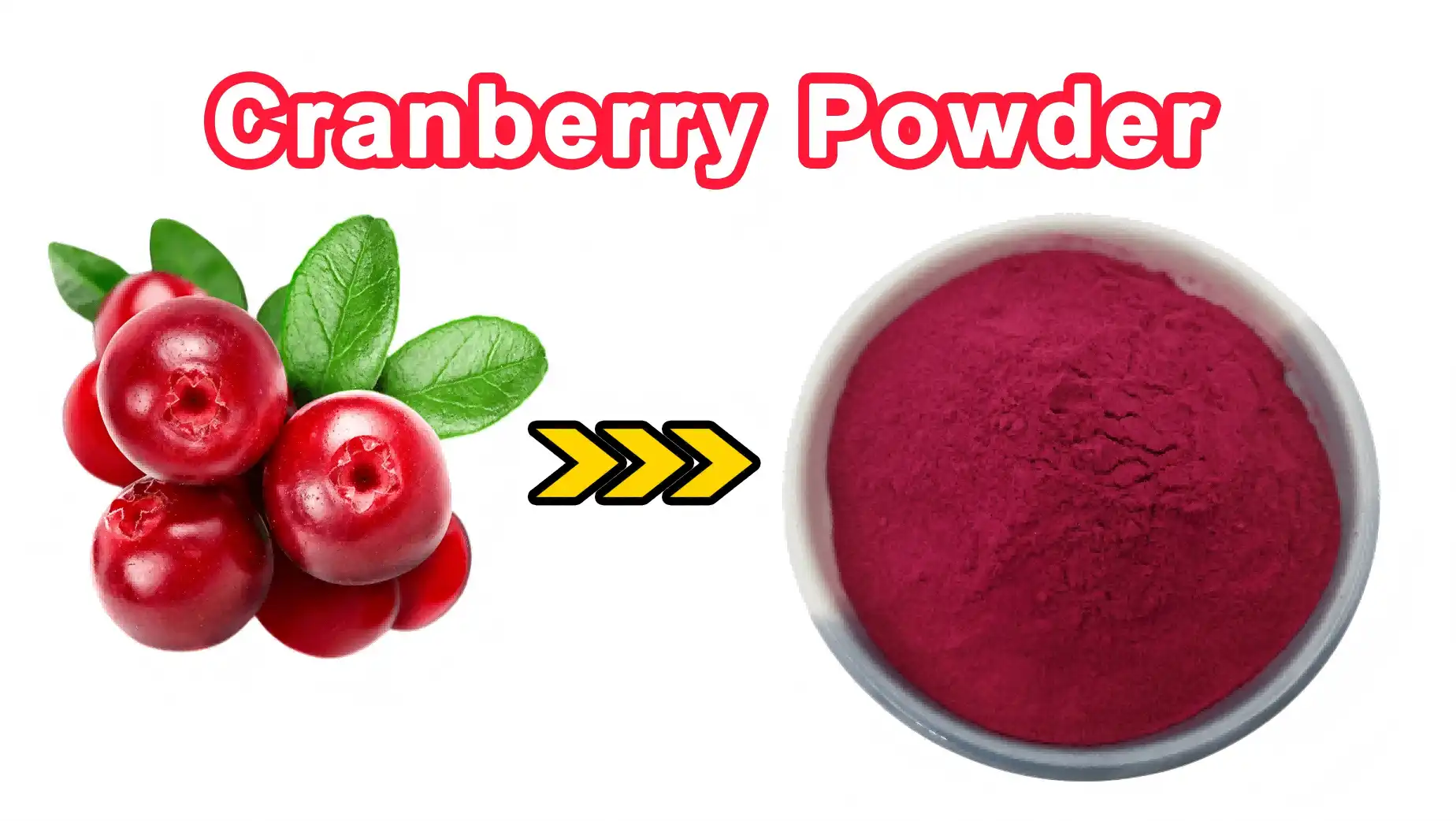What Makes Cranberry Fruit Extract Powder Rich in Antioxidants?