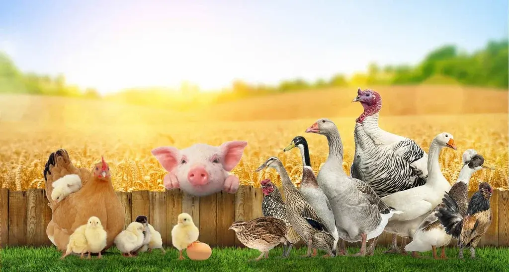 Diclazuril Powder Benefits for Preventing Coccidiosis in Poultry Diclazuril Powder Benefits for Preventing Coccidiosis in Poultry