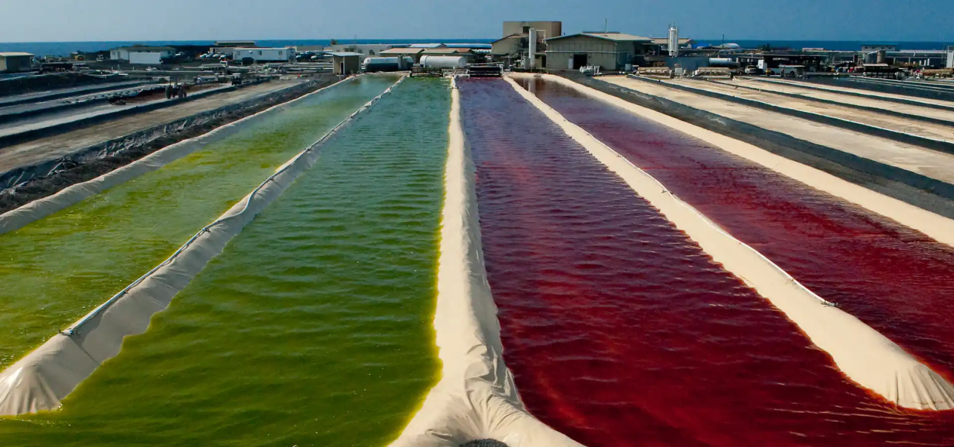 Haematococcus Pluvialis Oil Price Breakdown: Bulk to Retail