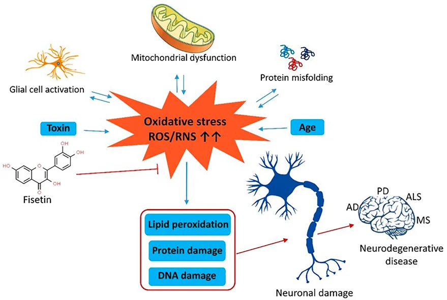 Can Fisetin Extract Powder Improve Brain Function?