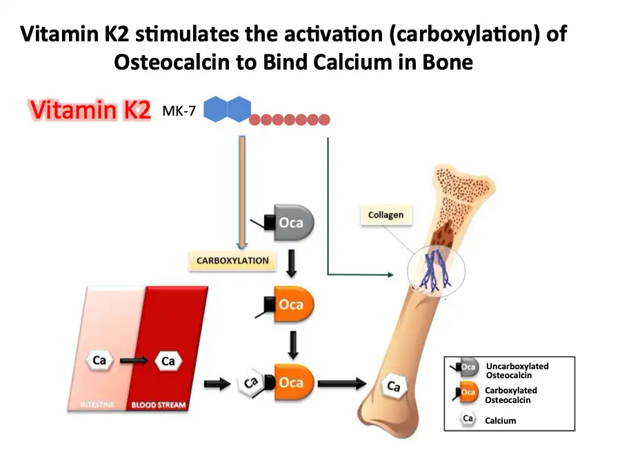 How Vitamin K2 Powder Supports Calcium Metabolism? How Vitamin K2 Powder Supports Calcium Metabolism?