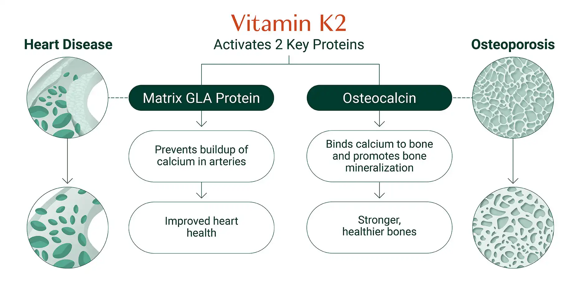 What Is Vitamin K2 Powder? Complete Buyer Guide What Is Vitamin K2 Powder? Complete Buyer Guide