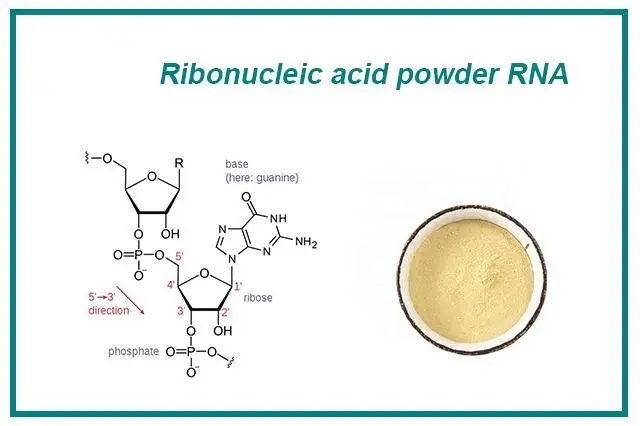 Is Ribonucleic Acid Powder Effective for Skin Health? Is Ribonucleic Acid Powder Effective for Skin Health?