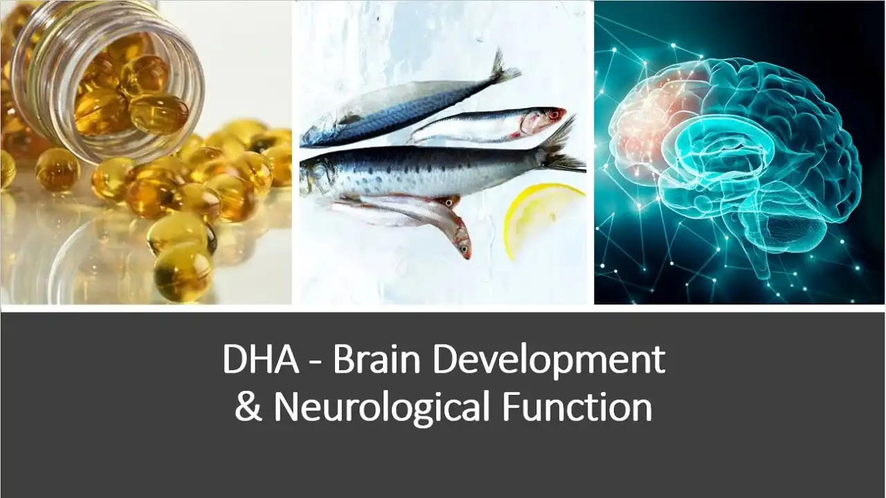 Is DHA Powder Effective for Memory and Focus? Is DHA Powder Effective for Memory and Focus?