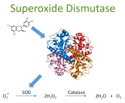 Need Food-Grade Superoxide Dismutase Powder for Supplements?