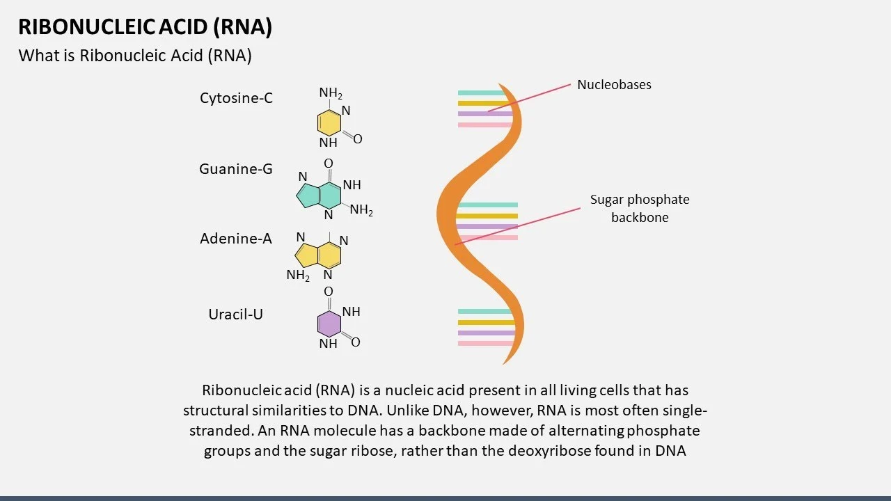 How Does Ribonucleic Acid Powder Support Cellular Function? How Does Ribonucleic Acid Powder Support Cellular Function?