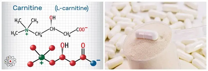 Why Is L-Carnitine Powder Popular in Sports Nutrition? Why Is L-Carnitine Powder Popular in Sports Nutrition?