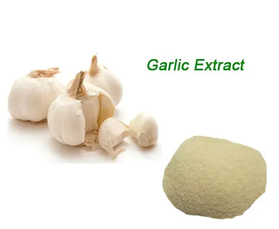 What Makes Allicin Powder Ideal for OEM Manufacturing? What Makes Allicin Powder Ideal for OEM Manufacturing?