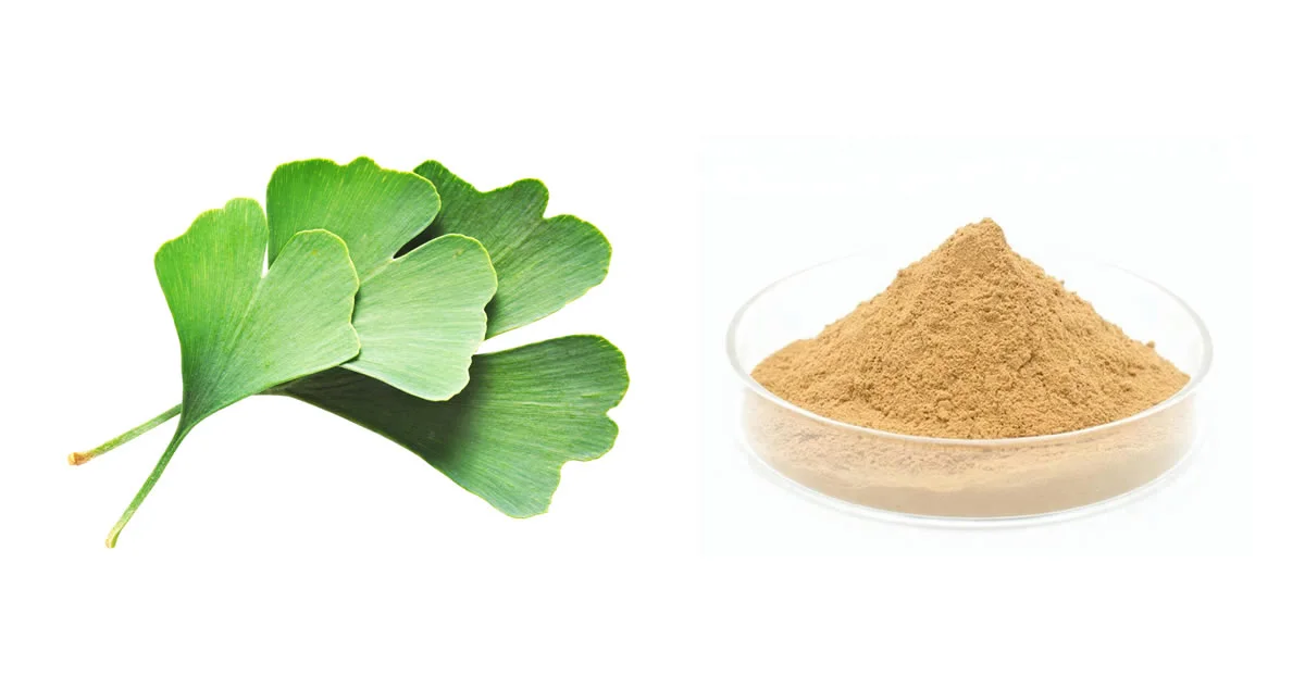 What to Look for in Bulk Ginkgo Biloba Extract Powder?