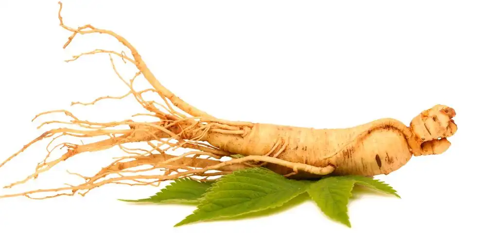 Ginseng Root Extract Powder Benefits, Uses, and Safety Basics